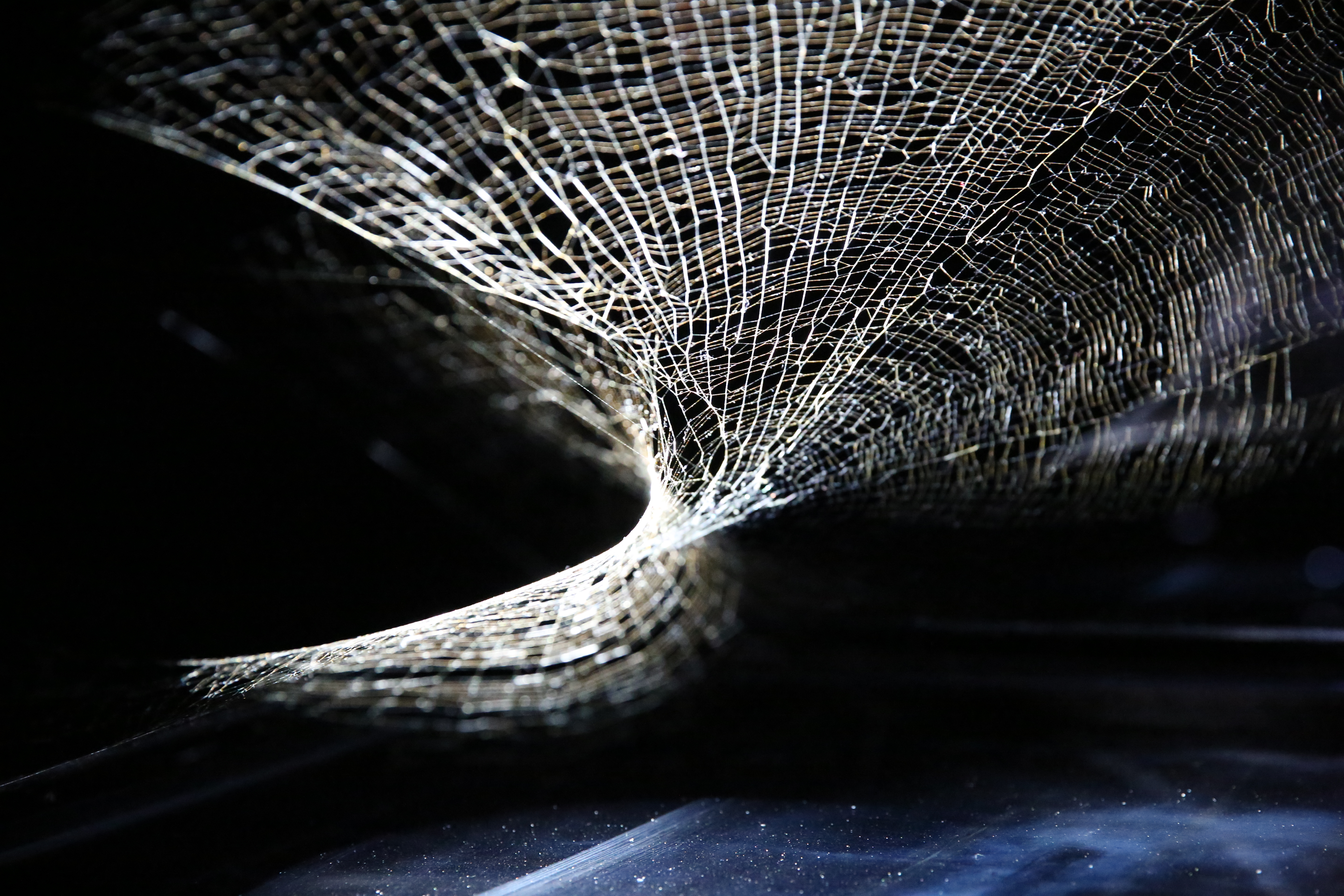 close up shot of a spider web